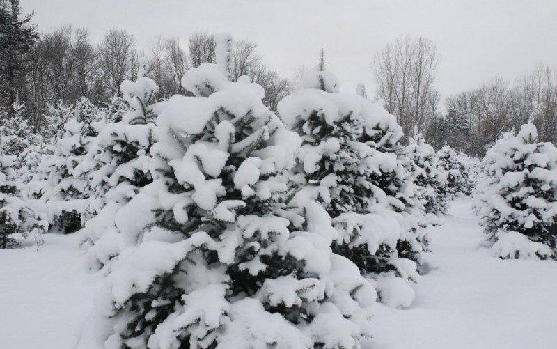 Simcoe Christmas Tree